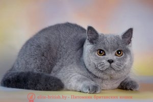 Британская кошка голубого окраса