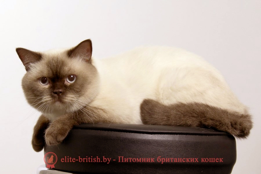 Вязка британского кота шоколадного пойнт CASANOVA