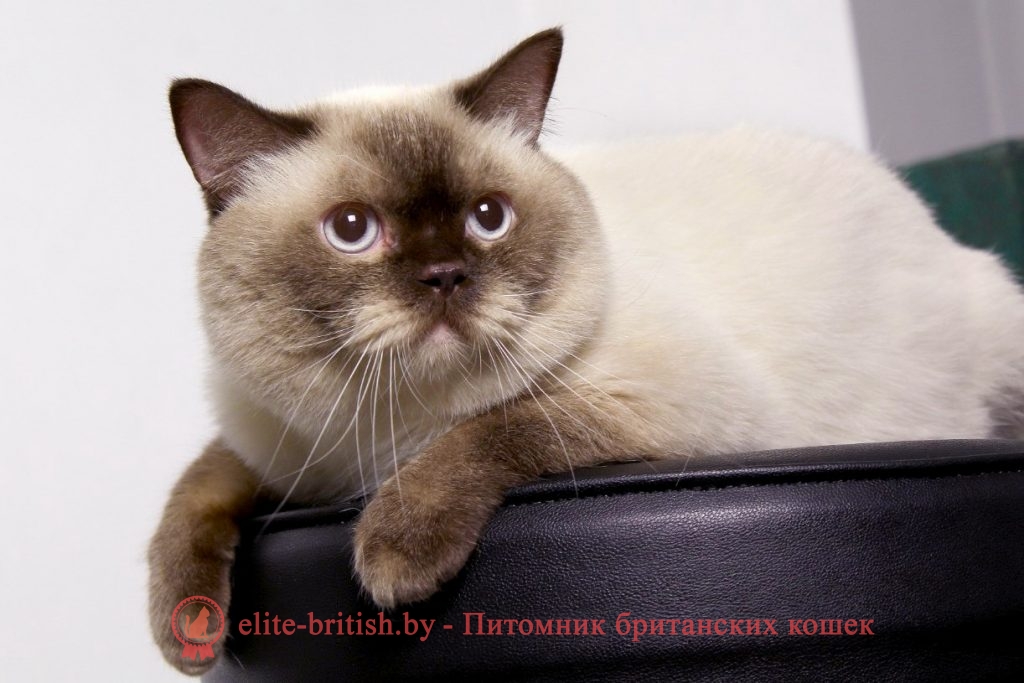 Вязка британского кота шоколадного пойнт CASANOVA