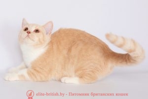 Британская кошка кремоовый биколор