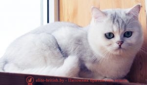 Британский кот серебристая шиншилла
