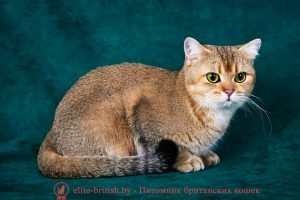 Британская кошка золотая шиншилла Donna Charlotte Angidel Gold (BRI ny 25)