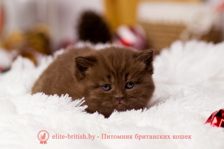 Шоколадный кот фото