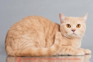 Британская кошка кремового окраса