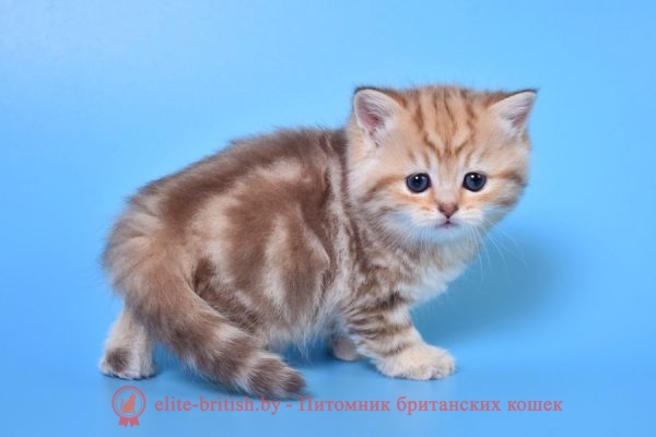 Золотой табби окрас британских кошек (Британцы золотистые): фото ...
