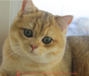 Британский кот золотого окраса Ness