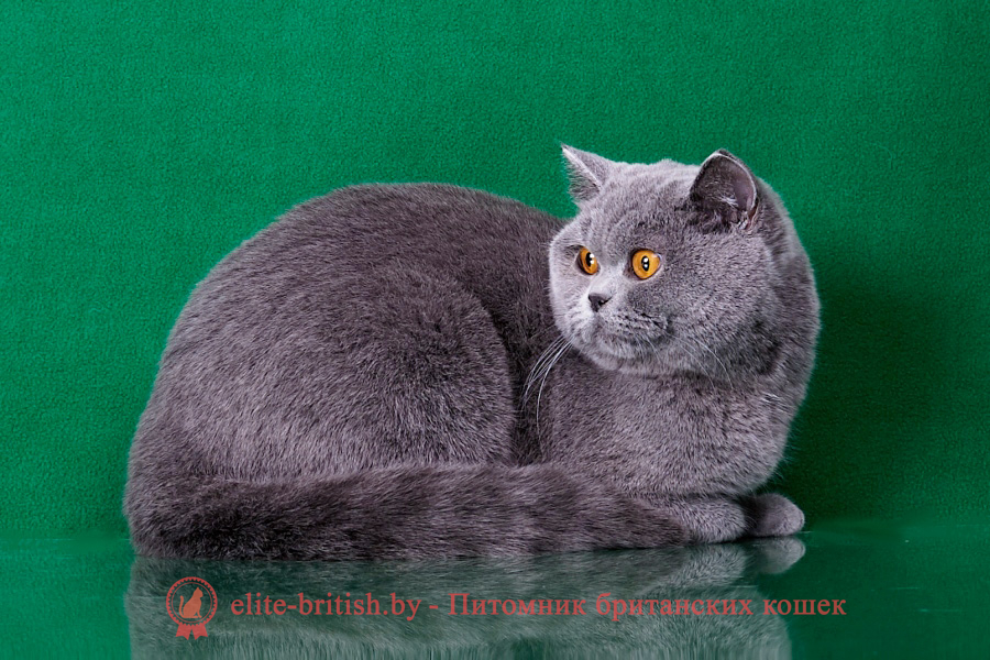 британец голубой фото, голубые британцы фото, британский кошки голубой, британская голубая кошка, британская голубая кошка фото, британской голубой кошки фото, кот британский голубой, коты британские голубые, голубые британские котята фото, британский голубой котенок фото, британский голубой кот фото, фото британского голубого кота, окрас британских котят голубой фото, британские котята голубого окраса фото, британцы коты фото голубые