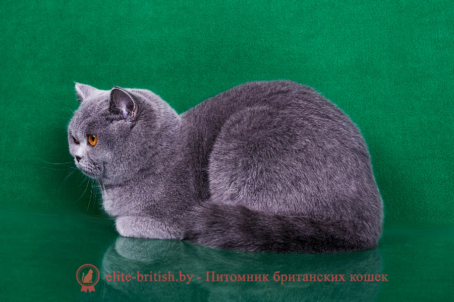 британец голубой фото, голубые британцы фото, британский кошки голубой, британская голубая кошка, британская голубая кошка фото, британской голубой кошки фото, кот британский голубой, коты британские голубые, голубые британские котята фото, британский голубой котенок фото, британский голубой кот фото, фото британского голубого кота, окрас британских котят голубой фото, британские котята голубого окраса фото, британцы коты фото голубые