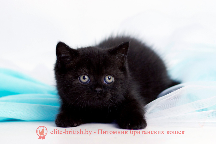  британец черный фото, черные британцы фото, черный британский кот фото, черные британские коты фото, черная британская кошка, черная британская кошка фото, черный британский кот, черные британские коты, британский черный котенок, черные британские котята, кот британец черный фото, черные коты британцы фото, черный британец, британцы черные, британские котята черного окраса, черный британец котенок, котята британцы черные, фото черного британского котенка, черные британские котята фото, британцы коты черные, черный британец кот, британец черный мрамор на серебре, британские коты черного окраса фото, британец черного цвета, черная кошка британец, кот британец черно белый, британец черного цвета, британские кошки окрас черный, британцы черный окрас, британские кошки