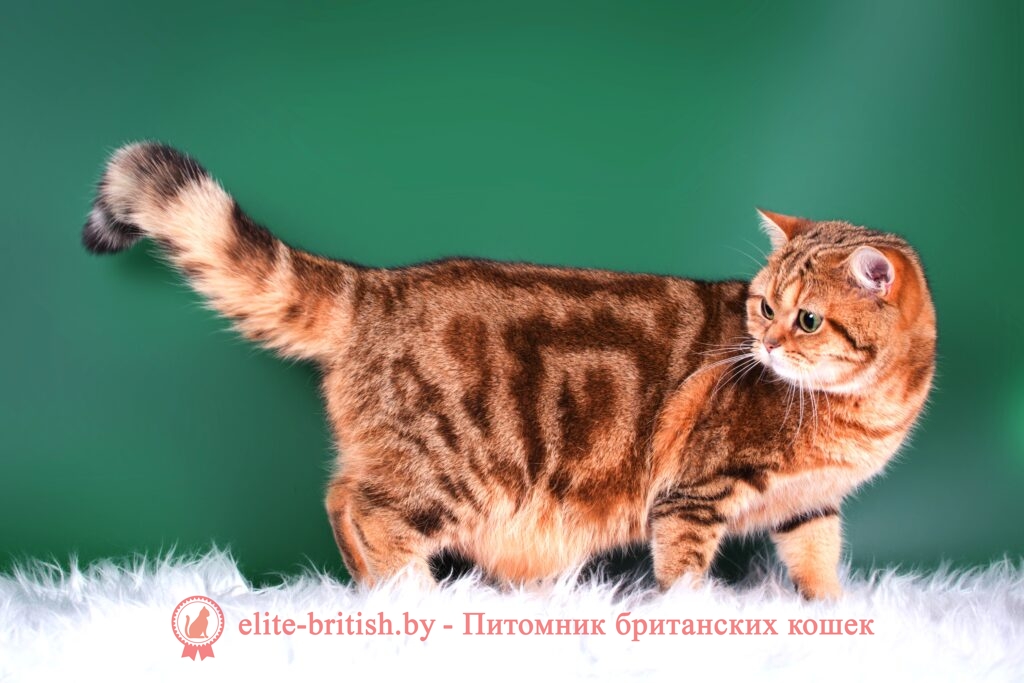 британские кошки питомника