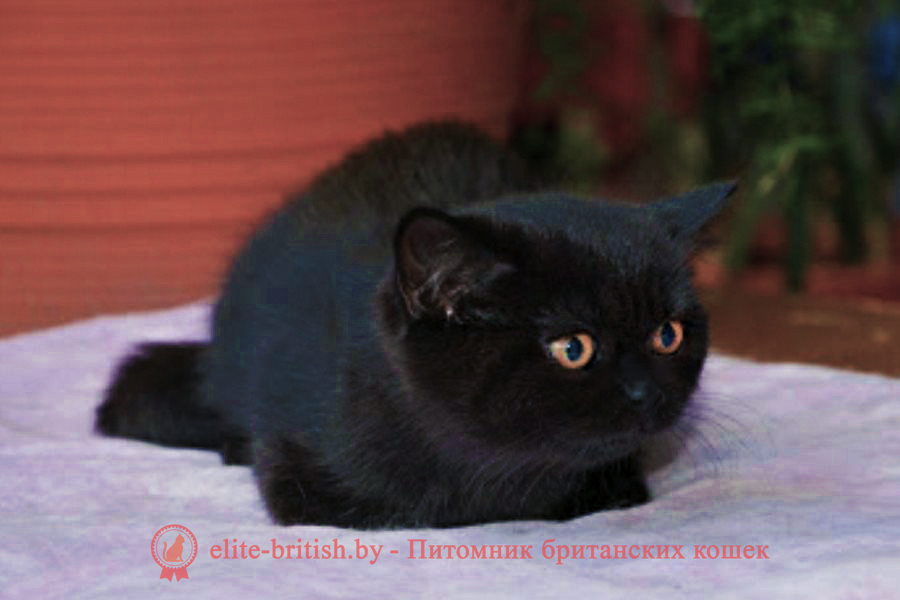  британец черный фото, черные британцы фото, черный британский кот фото, черные британские коты фото, черная британская кошка, черная британская кошка фото, черный британский кот, черные британские коты, британский черный котенок, черные британские котята, кот британец черный фото, черные коты британцы фото, черный британец, британцы черные, британские котята черного окраса, черный британец котенок, котята британцы черные, фото черного британского котенка, черные британские котята фото, британцы коты черные, черный британец кот, британец черный мрамор на серебре, британские коты черного окраса фото, британец черного цвета, черная кошка британец, кот британец черно белый, британец черного цвета, британские кошки окрас черный, британцы черный окрас, британские кошки