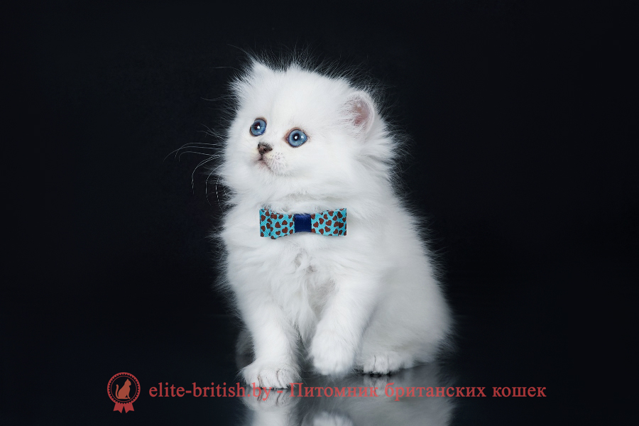 британская длинношерстная белая кошка