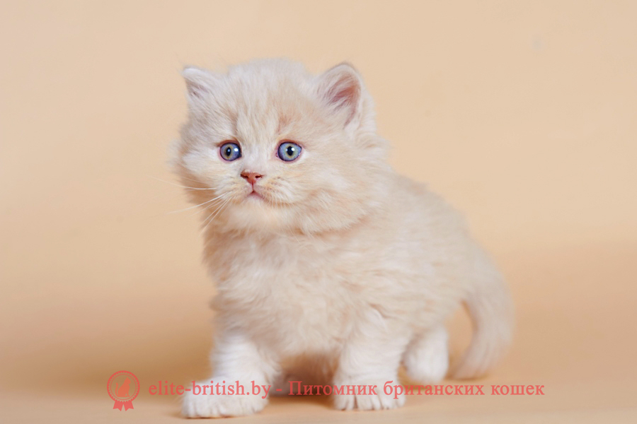 британская длинношерстная кошка фото, британская длинношерстная кошка, длинношерстные британцы фото, британские длинношерстные котята, британский длинношерстный кот, британские длинношерстные коты фото, длинношерстный британец, ританская длинношерстная кошка цена, британская длинношерстная кошка купить, британская длинношерстная кошка характер, куплю британского длинношерстного котенка, британский котенок длинношерстный фото, кот британец длинношерстный фото, породы кошек британская длинношерстная, британская длинношерстная кошка окрасы, британская вислоухая длинношерстная кошка фото, порода кошек британская длинношерстная фото, британец длинношерстный цена, длинношерстные британцы купить, британцы длинношерстные уход, британские длинношерстные кошки уход, британские кошки вислоухие длинношерстные, британская длинношерстная кошка черная, кот британец длинношерстный, котята британцы длинношерстные