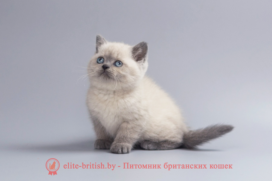 британская кошка блю поинт, британская кошка блю пойнт, британский котенок блю поинт, британский кот блю поинт, британская кошка блю пойнт фото, британский кот блю пойнт, британский кот блю пойнт фото, британский кот колор пойнт с голубыми глазами, британская кошка поинт, британские котята поинт, британский кот поинт, британская кошка блю поинт, британская кошка окраса поинт, британский котенок блю поинт, британская кошка поинт колор, британский кот поинт колор, британский кот блю поинт, колор поинт окрас у кошек британской, британская кошка колор пойнт, британские коты колор пойнт, кот колор пойнт британский фото, британская кошка колор пойнт фото, британская кошка блю пойнт, купить котенка британца окрас колор пойнт, британский котенок колор пойнт, британская короткошерстная колор пойнт, британская кошка блю пойнт фото, британские котята колор пойнт продажа севастополь, британский кот блю пойнт фото, питомник лунный свет британский колор пойнт, котята колор пойнт британцы, кот британец колор пойнт, британская кошка окраса колор пойнт, котята британские окраса колор пойнт, британская кошка окрас пойнт, британский кот блю пойнт, британская кошка пойнт, британские котята пойнт