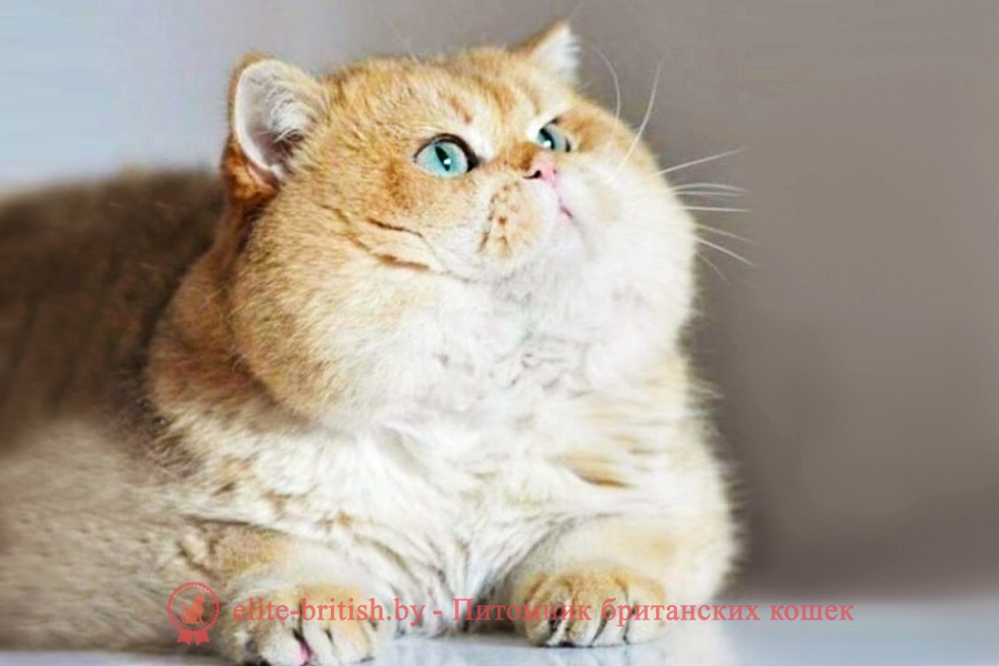 толстый британский кот, толстые коты британцы, толстые британские коты фото, толстые коты британцы фото, британская кошка толстая, толстый британский вислоухий кот, самый толстый британский кот, самый толстый кот британец