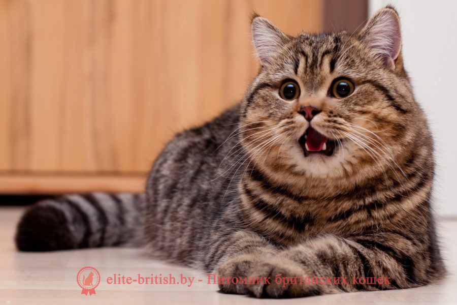 толстый британский кот, толстые коты британцы, толстые британские коты фото, толстые коты британцы фото, британская кошка толстая, толстый британский вислоухий кот, самый толстый британский кот, самый толстый кот британец