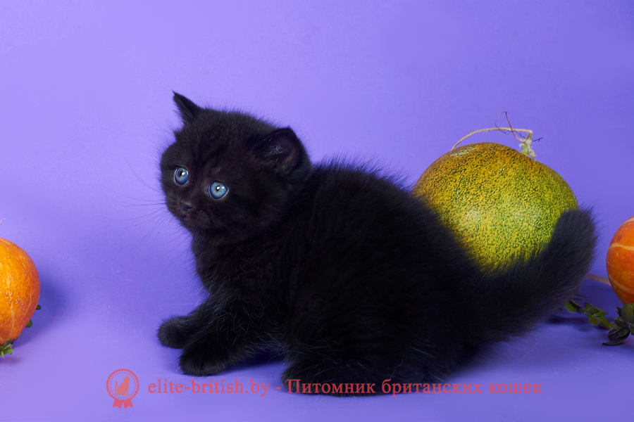 Черный окрас британских кошек: фото, стандарты окраса. Черные британцы:  фото черных британских котов, кошек, котят.