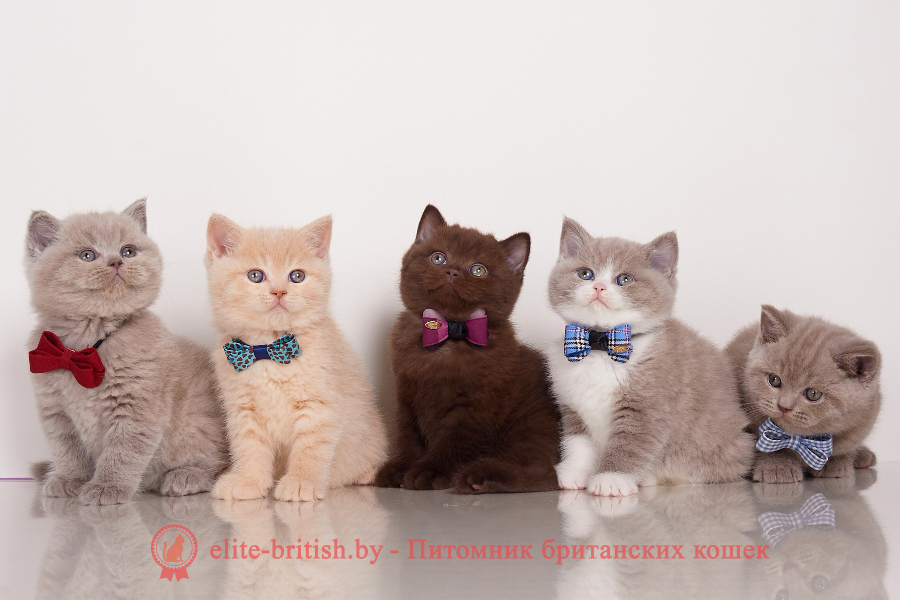 плюшевые британские котята, британский плюшевый кот, британская плюшевая кошка, котята плюшевые британцы, британские плюшевые котята купить, купить котенка плюшевого британца, плюшевый британский кот игрушка, котята британцы вислоухие плюшевые, плюшевый кот британец, британские плюшевые котята фото, британский кот голубой плюшевый, британский плюшевый кот купить, кот плюшевый британец игрушка, котята британские вислоухие фото плюшевые, британский вислоухий котенок плюшевый, куплю клубного котенка британца серые плюшевые авито, авито купить плюшевого вислоухого британца котенка, плюшевый британский кот рыжий, питомник плюшевый мишка британских кошек, плюшевые котята порода британские, британские плюшевые голубые котята, британская плюшевая кошка фото