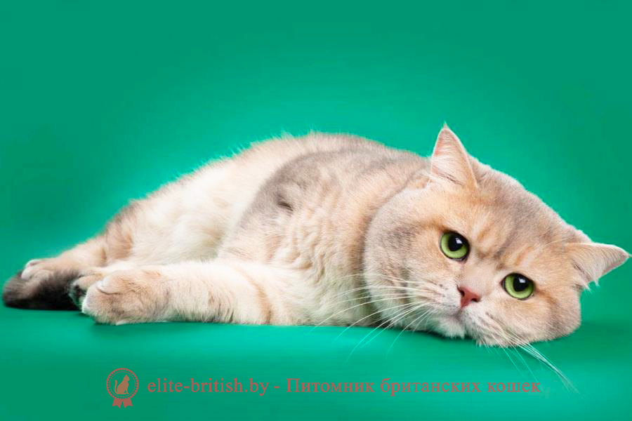 плюшевые британские котята, британский плюшевый кот, британская плюшевая кошка, котята плюшевые британцы, британские плюшевые котята купить, купить котенка плюшевого британца, плюшевый британский кот игрушка, котята британцы вислоухие плюшевые, плюшевый кот британец, британские плюшевые котята фото, британский кот голубой плюшевый, британский плюшевый кот купить, кот плюшевый британец игрушка, котята британские вислоухие фото плюшевые, британский вислоухий котенок плюшевый, куплю клубного котенка британца серые плюшевые авито, авито купить плюшевого вислоухого британца котенка, плюшевый британский кот рыжий, питомник плюшевый мишка британских кошек, плюшевые котята порода британские, британские плюшевые голубые котята, британская плюшевая кошка фото