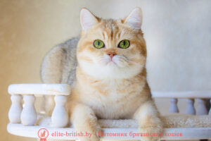 Золотая британская кошка Gabriela Arbor Vitae (BRI ny 11)-1-2+