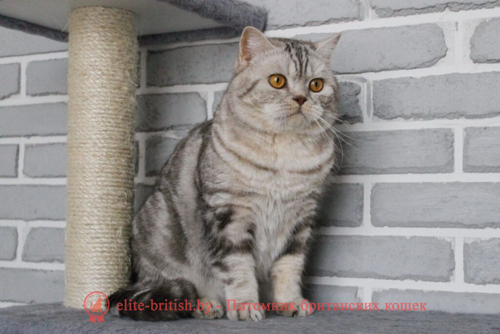 Британский кот CRISTIANO, окрас шоколадный серебристый мраморный