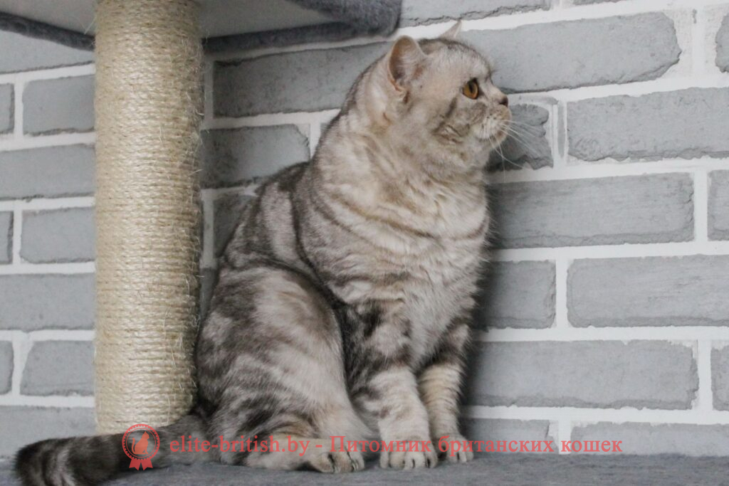 Британский кот CRISTIANO, окрас шоколадный серебристый мраморный