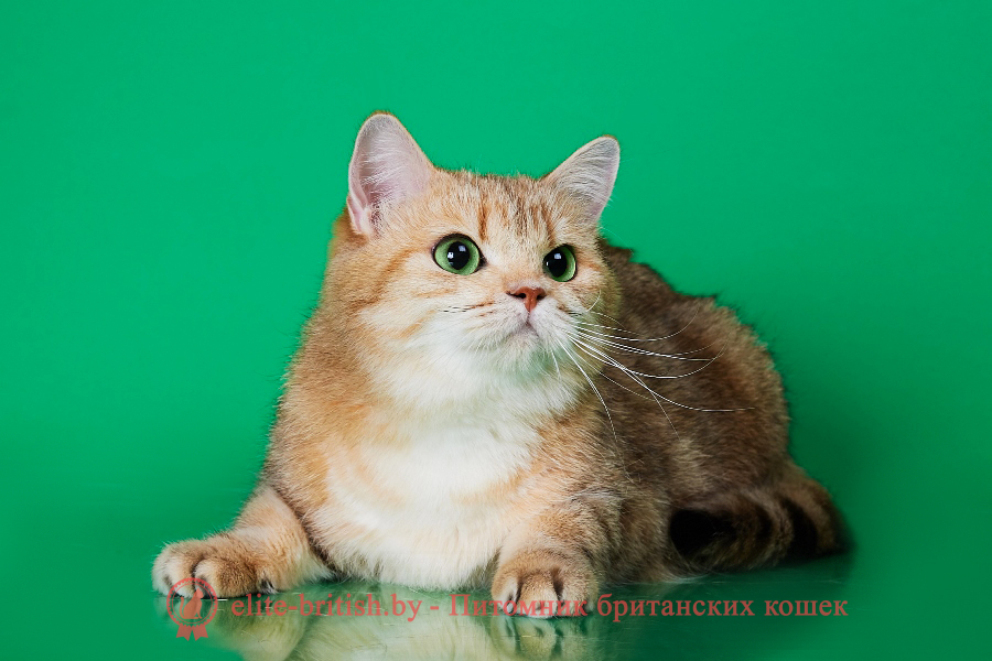 Британская кошка золотого мраморного окраса Amanda