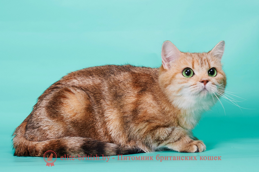 Британская кошка золотого мраморного окраса Amanda