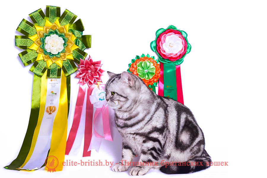 британский кот серебристый, серебристый британец фото, серебристые британцы, британские серебристые котята, мраморный британец, серебристый мраморный британец, кошки британские серебристые, британская короткошерстная окраса серебро, британский кот мраморный, мраморный британец, мраморный окрас британских котят, британский кот мраморного окраса, мраморный окрас британской кошки, британец мраморного окраса, котята британцы мраморный окрас, мраморный окрас британских котят, серебристый мраморный британец, британская мраморная кошка характер, британский кот мраморного окраса, британец черный мрамор, британец черный мрамор на серебре, красный мраморный британец, британская мраморная кошка, мраморный окрас британской кошки, британские кошки черный мрамор, мраморная британская короткошерстная кошка, британские кошки мрамор на серебре, британский кот черный мрамор, британский кот мрамор на серебре, британский мраморный котенок, британские котята мрамор, британские котята мрамор на серебре, британский котенок черный мрамор, британец мрамор, британец мрамор на серебре, британец мраморный кот, британец мраморного окраса, черный мраморный британец, черный мрамор британцы, мраморный вислоухий британец, котята британцы мраморный окрас, мраморные британцы котята, британские котята мраморного окраса фото, мраморный британец фото, мраморная британская кошка фото, британские кошки мраморного окраса фото, британские коты мраморные фото, британские котята фото мраморные, британцы мрамор на серебре фото, кот британец фото мраморный, британцы мраморный окрас фото, мрамор на серебре