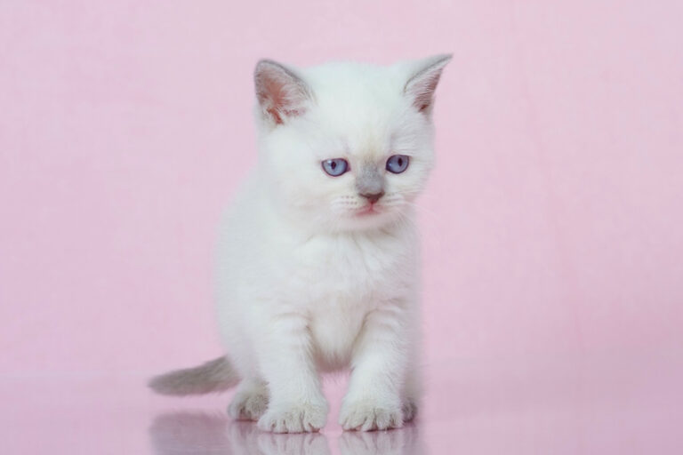 Какого окраса котята