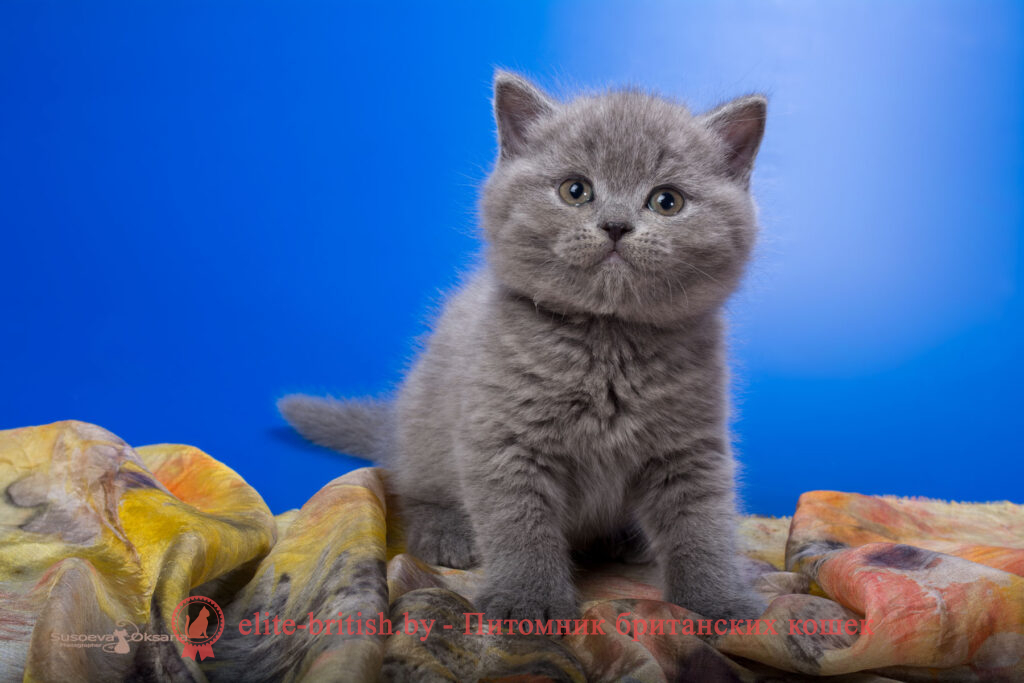 купить британского котенка, купить британца, британец голубой фото, голубые британцы фото, британский кошки голубой, британская голубая кошка, британская голубая кошка фото, британской голубой кошки фото, кот британский голубой, коты британские голубые, голубые британские котята фото, британский голубой котенок фото, британский голубой кот фото, фото британского голубого кота, окрас британских котят голубой фото, британские котята голубого окраса фото, британцы коты фото голубые