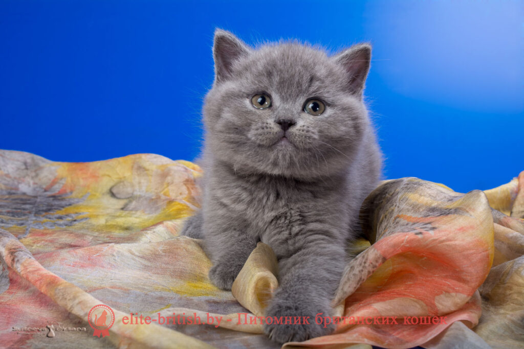 Котята британцы фото 1 месяц
