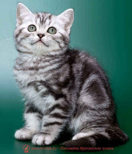 купить британского котенка, купить британца, британский кот мраморный, мраморный британец, мраморный окрас британских котят, британский кот мраморного окраса, мраморный окрас британской кошки, британец мраморного окраса, котята британцы мраморный окрас, мраморный окрас британских котят, серебристый мраморный британец, британская мраморная кошка характер, британский кот мраморного окраса, британец голубой мрамор, британец черный мрамор на серебре, красный мраморный британец, британская мраморная кошка, мраморный окрас британской кошки, британские кошки черный мрамор, мраморная британская короткошерстная кошка, британские кошки мрамор на серебре, британский кот черный мрамор, британский кот мрамор на серебре, британский мраморный котенок, британские котята мрамор, британские котята мрамор на серебре, британский котенок черный мрамор, британец мрамор, британец мрамор на серебре, британец мраморный кот, британец мраморного окраса, черный мраморный британец, черный мрамор британцы, мраморный вислоухий британец, котята британцы мраморный окрас, мраморные британцы котята, британские котята мраморного окраса фото, мраморный британец фото, мраморная британская кошка фото, британские кошки мраморного окраса фото, британские коты мраморные фото, британские котята фото мраморные, британцы мрамор на серебре фото, кот британец фото мраморный, британцы мраморный окрас фото