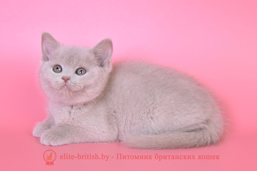 британская кошка фавн, британский кот фавн, британцы фавн, окрас фавн британских кошек, британская кошка фавн, британский кот фавн, британцы фавн, окрас фавн британских кошек, ЦИННАМОН британский короткошерстный котенок цвета корицы, британские котята цвета корицы, британский короткошерстный котенок цвета корицы
