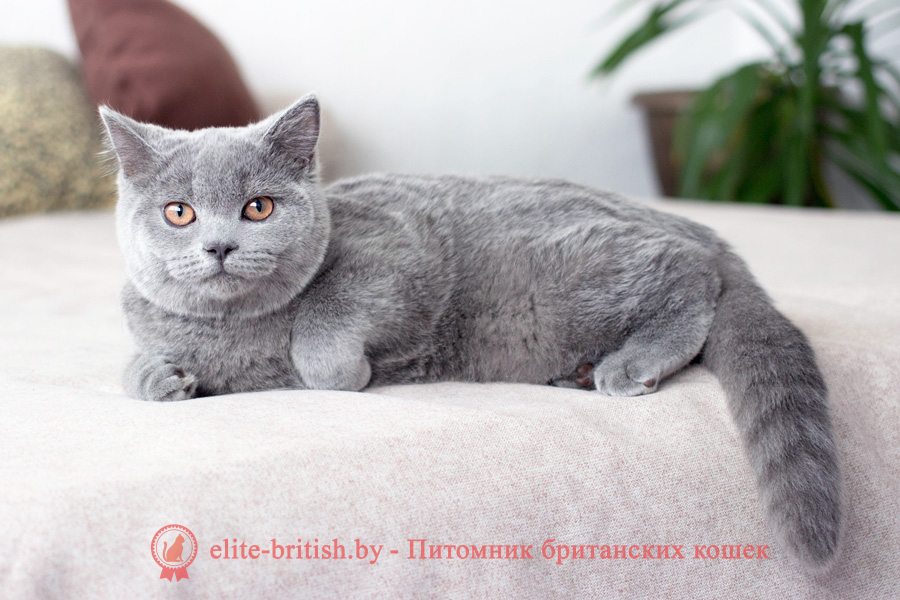 купить британского котенка, купить британца, британец голубой фото, голубые британцы фото, британский кошки голубой, британская голубая кошка, британская голубая кошка фото, британской голубой кошки фото, кот британский голубой, коты британские голубые, голубые британские котята фото, британский голубой котенок фото, британский голубой кот фото, фото британского голубого кота, окрас британских котят голубой фото, британские котята голубого окраса фото, британцы коты фото голубые