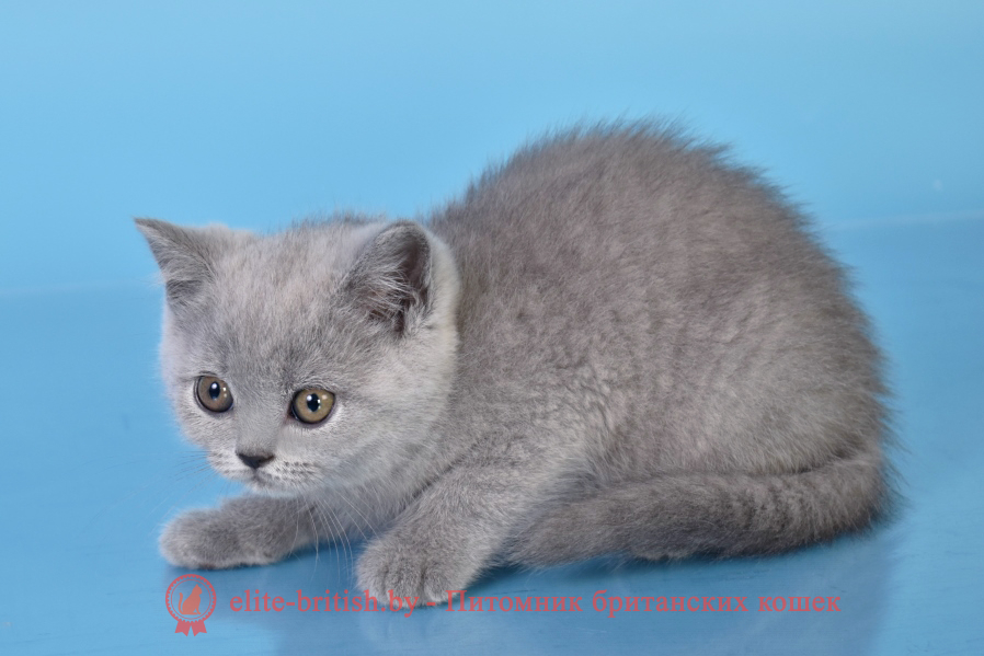 Британские котята голубого окраса, мальчик Eddi (Эдди), помет от 12.04.2022 британец голубой фото, голубые британцы фото, британский кошки голубой, британская голубая кошка, британская голубая кошка фото, британской голубой кошки фото, кот британский голубой, коты британские голубые, голубые британские котята фото, британский голубой котенок фото, британский голубой кот фото, фото британского голубого кота, окрас британских котят голубой фото, британские котята голубого окраса фото, британцы коты фото голубые