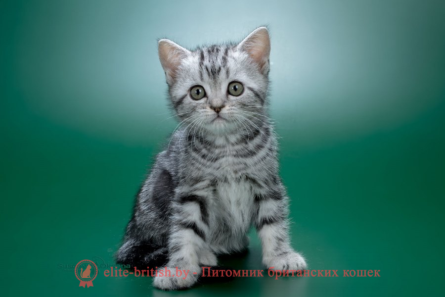 британский кот мраморный, мраморный британец, мраморный окрас британских котят, британский кот мраморного окраса, мраморный окрас британской кошки, британец мраморного окраса, котята британцы мраморный окрас, мраморный окрас британских котят, серебристый мраморный британец, британская мраморная кошка характер, британский кот мраморного окраса, британец голубой мрамор, британец черный мрамор на серебре, красный мраморный британец, британская мраморная кошка, мраморный окрас британской кошки, британские кошки черный мрамор, мраморная британская короткошерстная кошка, британские кошки мрамор на серебре, британский кот черный мрамор, британский кот мрамор на серебре, британский мраморный котенок, британские котята мрамор, британские котята мрамор на серебре, британский котенок черный мрамор, британец мрамор, британец мрамор на серебре, британец мраморный кот, британец мраморного окраса, черный мраморный британец, черный мрамор британцы, мраморный вислоухий британец, котята британцы мраморный окрас, мраморные британцы котята, британские котята мраморного окраса фото, мраморный британец фото, мраморная британская кошка фото, британские кошки мраморного окраса фото, британские коты мраморные фото, британские котята фото мраморные, британцы мрамор на серебре фото, кот британец фото мраморный, британцы мраморный окрас фото