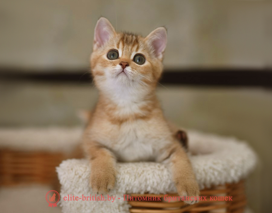 Британские котята шоколадного золотого тикированного окраса, мальчик Harry (Гарри), помет от 14.04.2022 шоколадный золотой британский кот, шоколадный золотые британцы фото, шоколадный золотой британец, британская кошка золотая шиншилла, британский кот шиншилла золотая шоколадная, золотой тикированный британец, британец золотая шиншилла, британец золотистый, котята британские окрас золотая шиншилла, британская кошка золотая шиншилла шоколадная фото, британец окрас золотая шиншилла фото, британский золотой котенок, британская золотая кошка, британские котята золотая шиншилла шоколад, британский золотистый кот, кот золотой британец, британцы окрас золотой, британцы окрас золотая шиншилла, котята британцы золотая шиншилла, золотистые британские котята, британские котята золотого окраса, британцы золотая шиншилла фото, золотой окрас британских кошек, британцы золотого окраса, британские котята золотого окраса, британец окрас золотая шиншилла, британские котята окраса золотая шиншилла, питомник британских кошек золотых окрасов, британец окрас золотая шиншилла фото, затушеванный британец, серебристый затушеванный британец, кошки британские серебристые, британская короткошерстная окраса золото