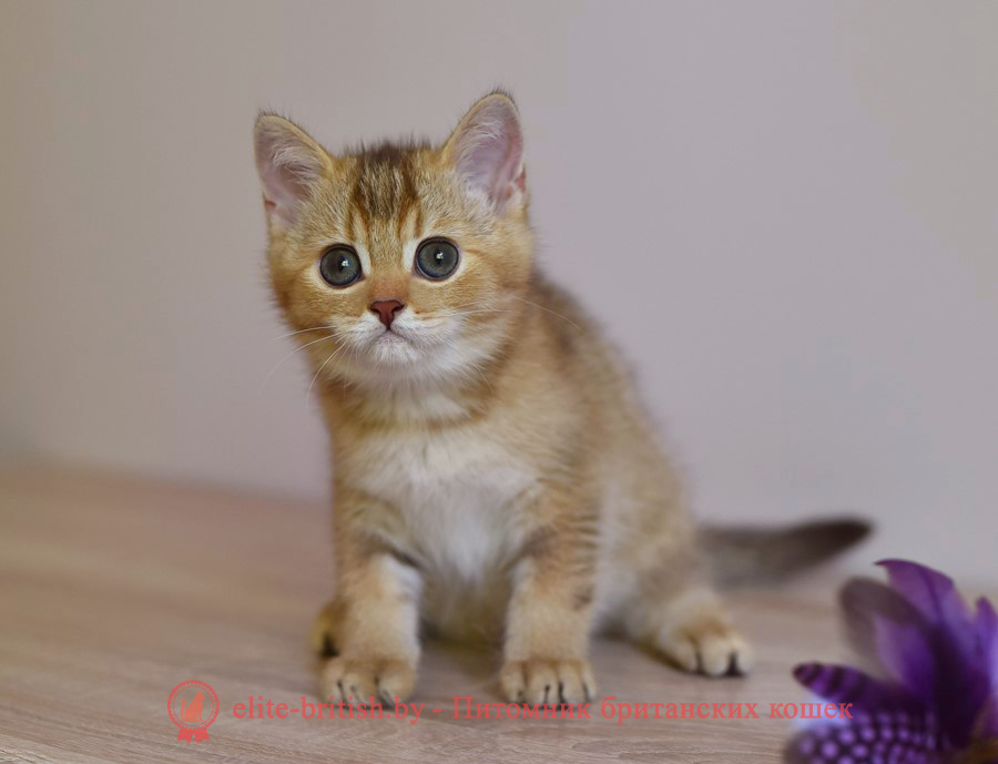 Британские котята шоколадного золотого тикированного окраса, мальчик Harry (Гарри), помет от 14.04.2022 шоколадный золотой британский кот, шоколадный золотые британцы фото, шоколадный золотой британец, британская кошка золотая шиншилла, британский кот шиншилла золотая шоколадная, золотой тикированный британец, британец золотая шиншилла, британец золотистый, котята британские окрас золотая шиншилла, британская кошка золотая шиншилла шоколадная фото, британец окрас золотая шиншилла фото, британский золотой котенок, британская золотая кошка, британские котята золотая шиншилла шоколад, британский золотистый кот, кот золотой британец, британцы окрас золотой, британцы окрас золотая шиншилла, котята британцы золотая шиншилла, золотистые британские котята, британские котята золотого окраса, британцы золотая шиншилла фото, золотой окрас британских кошек, британцы золотого окраса, британские котята золотого окраса, британец окрас золотая шиншилла, британские котята окраса золотая шиншилла, питомник британских кошек золотых окрасов, британец окрас золотая шиншилла фото, затушеванный британец, серебристый затушеванный британец, кошки британские серебристые, британская короткошерстная окраса золото