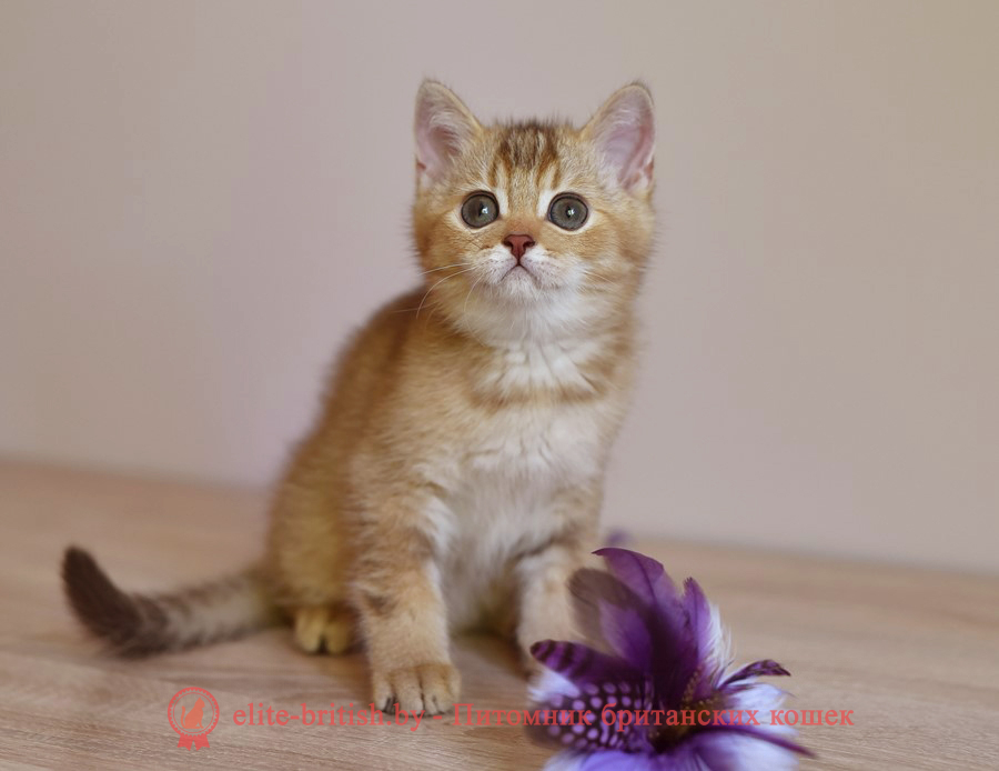 Британские котята шоколадного золотого тикированного окраса, мальчик Harry (Гарри), помет от 14.04.2022 шоколадный золотой британский кот, шоколадный золотые британцы фото, шоколадный золотой британец, британская кошка золотая шиншилла, британский кот шиншилла золотая шоколадная, золотой тикированный британец, британец золотая шиншилла, британец золотистый, котята британские окрас золотая шиншилла, британская кошка золотая шиншилла шоколадная фото, британец окрас золотая шиншилла фото, британский золотой котенок, британская золотая кошка, британские котята золотая шиншилла шоколад, британский золотистый кот, кот золотой британец, британцы окрас золотой, британцы окрас золотая шиншилла, котята британцы золотая шиншилла, золотистые британские котята, британские котята золотого окраса, британцы золотая шиншилла фото, золотой окрас британских кошек, британцы золотого окраса, британские котята золотого окраса, британец окрас золотая шиншилла, британские котята окраса золотая шиншилла, питомник британских кошек золотых окрасов, британец окрас золотая шиншилла фото, затушеванный британец, серебристый затушеванный британец, кошки британские серебристые, британская короткошерстная окраса золото