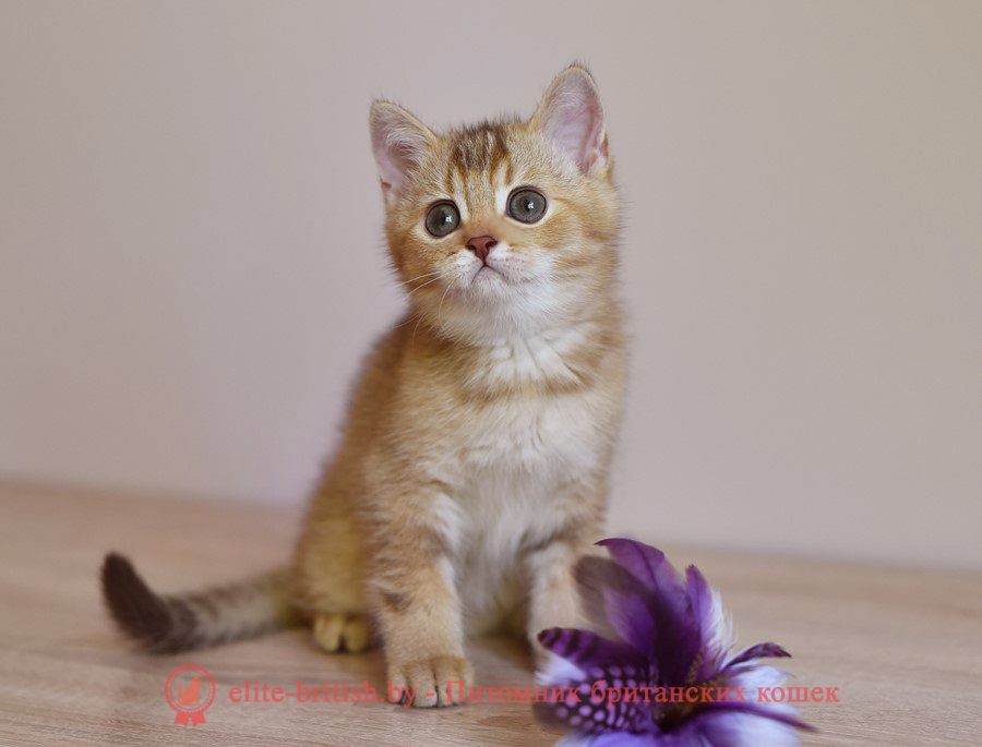 Британские котята шоколадного золотого тикированного окраса, мальчик Harry (Гарри), помет от 14.04.2022 шоколадный золотой британский кот, шоколадный золотые британцы фото, шоколадный золотой британец, британская кошка золотая шиншилла, британский кот шиншилла золотая шоколадная, золотой тикированный британец, британец золотая шиншилла, британец золотистый, котята британские окрас золотая шиншилла, британская кошка золотая шиншилла шоколадная фото, британец окрас золотая шиншилла фото, британский золотой котенок, британская золотая кошка, британские котята золотая шиншилла шоколад, британский золотистый кот, кот золотой британец, британцы окрас золотой, британцы окрас золотая шиншилла, котята британцы золотая шиншилла, золотистые британские котята, британские котята золотого окраса, британцы золотая шиншилла фото, золотой окрас британских кошек, британцы золотого окраса, британские котята золотого окраса, британец окрас золотая шиншилла, британские котята окраса золотая шиншилла, питомник британских кошек золотых окрасов, британец окрас золотая шиншилла фото, затушеванный британец, серебристый затушеванный британец, кошки британские серебристые, британская короткошерстная окраса золото