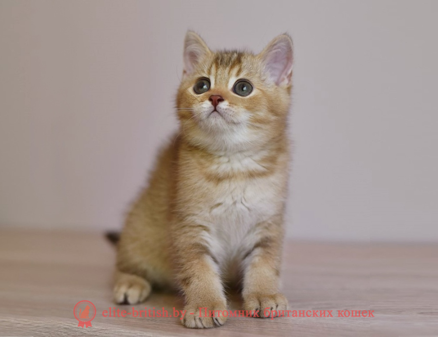 Британские котята шоколадного золотого тикированного окраса, мальчик Harry (Гарри), помет от 14.04.2022 шоколадный золотой британский кот, шоколадный золотые британцы фото, шоколадный золотой британец, британская кошка золотая шиншилла, британский кот шиншилла золотая шоколадная, золотой тикированный британец, британец золотая шиншилла, британец золотистый, котята британские окрас золотая шиншилла, британская кошка золотая шиншилла шоколадная фото, британец окрас золотая шиншилла фото, британский золотой котенок, британская золотая кошка, британские котята золотая шиншилла шоколад, британский золотистый кот, кот золотой британец, британцы окрас золотой, британцы окрас золотая шиншилла, котята британцы золотая шиншилла, золотистые британские котята, британские котята золотого окраса, британцы золотая шиншилла фото, золотой окрас британских кошек, британцы золотого окраса, британские котята золотого окраса, британец окрас золотая шиншилла, британские котята окраса золотая шиншилла, питомник британских кошек золотых окрасов, британец окрас золотая шиншилла фото, затушеванный британец, серебристый затушеванный британец, кошки британские серебристые, британская короткошерстная окраса золото
