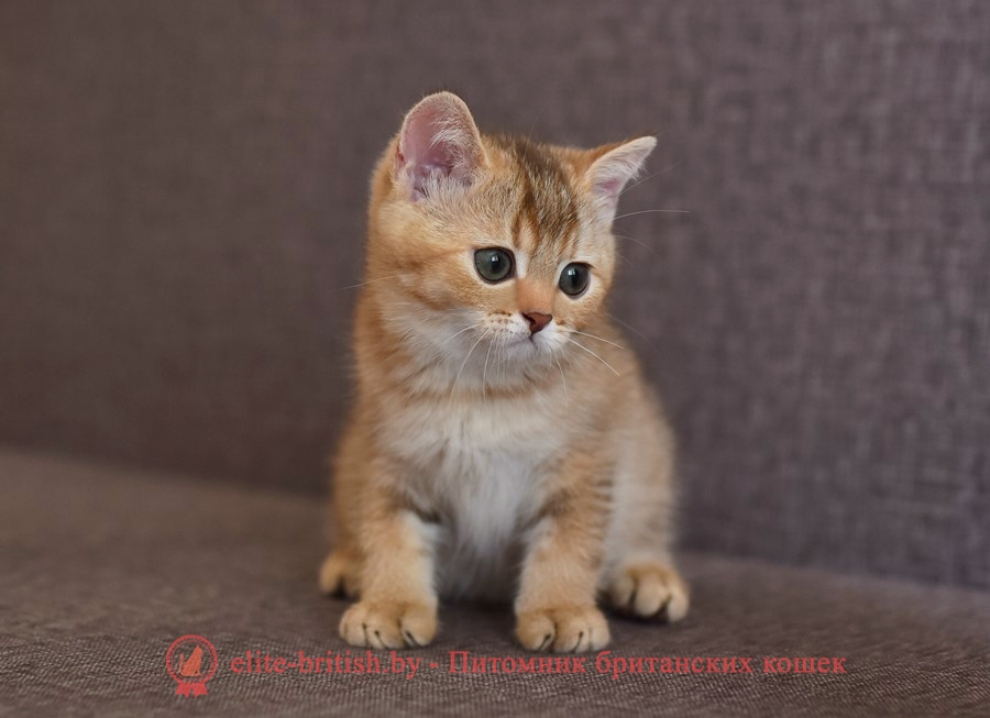 Британские котята шоколадного золотого тикированного окраса, мальчик Harry (Гарри), помет от 14.04.2022 шоколадный золотой британский кот, шоколадный золотые британцы фото, шоколадный золотой британец, британская кошка золотая шиншилла, британский кот шиншилла золотая шоколадная, золотой тикированный британец, британец золотая шиншилла, британец золотистый, котята британские окрас золотая шиншилла, британская кошка золотая шиншилла шоколадная фото, британец окрас золотая шиншилла фото, британский золотой котенок, британская золотая кошка, британские котята золотая шиншилла шоколад, британский золотистый кот, кот золотой британец, британцы окрас золотой, британцы окрас золотая шиншилла, котята британцы золотая шиншилла, золотистые британские котята, британские котята золотого окраса, британцы золотая шиншилла фото, золотой окрас британских кошек, британцы золотого окраса, британские котята золотого окраса, британец окрас золотая шиншилла, британские котята окраса золотая шиншилла, питомник британских кошек золотых окрасов, британец окрас золотая шиншилла фото, затушеванный британец, серебристый затушеванный британец, кошки британские серебристые, британская короткошерстная окраса золото