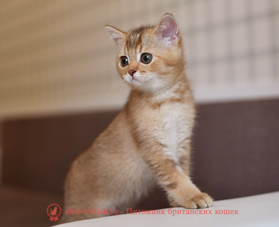 Британские котята шоколадного золотого тикированного окраса, мальчик Harry (Гарри), помет от 14.04.2022 шоколадный золотой британский кот, шоколадный золотые британцы фото, шоколадный золотой британец, британская кошка золотая шиншилла, британский кот шиншилла золотая шоколадная, золотой тикированный британец, британец золотая шиншилла, британец золотистый, котята британские окрас золотая шиншилла, британская кошка золотая шиншилла шоколадная фото, британец окрас золотая шиншилла фото, британский золотой котенок, британская золотая кошка, британские котята золотая шиншилла шоколад, британский золотистый кот, кот золотой британец, британцы окрас золотой, британцы окрас золотая шиншилла, котята британцы золотая шиншилла, золотистые британские котята, британские котята золотого окраса, британцы золотая шиншилла фото, золотой окрас британских кошек, британцы золотого окраса, британские котята золотого окраса, британец окрас золотая шиншилла, британские котята окраса золотая шиншилла, питомник британских кошек золотых окрасов, британец окрас золотая шиншилла фото, затушеванный британец, серебристый затушеванный британец, кошки британские серебристые, британская короткошерстная окраса золото
