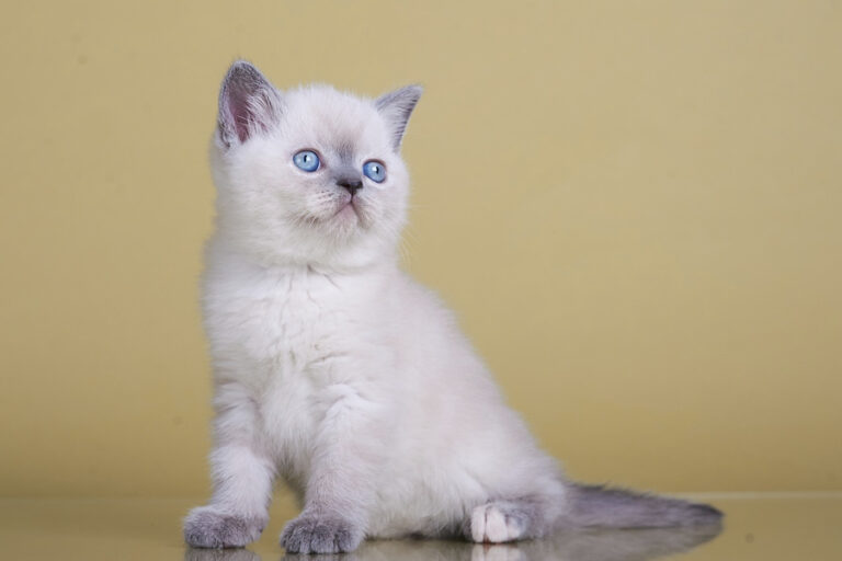 Какого окраса котята