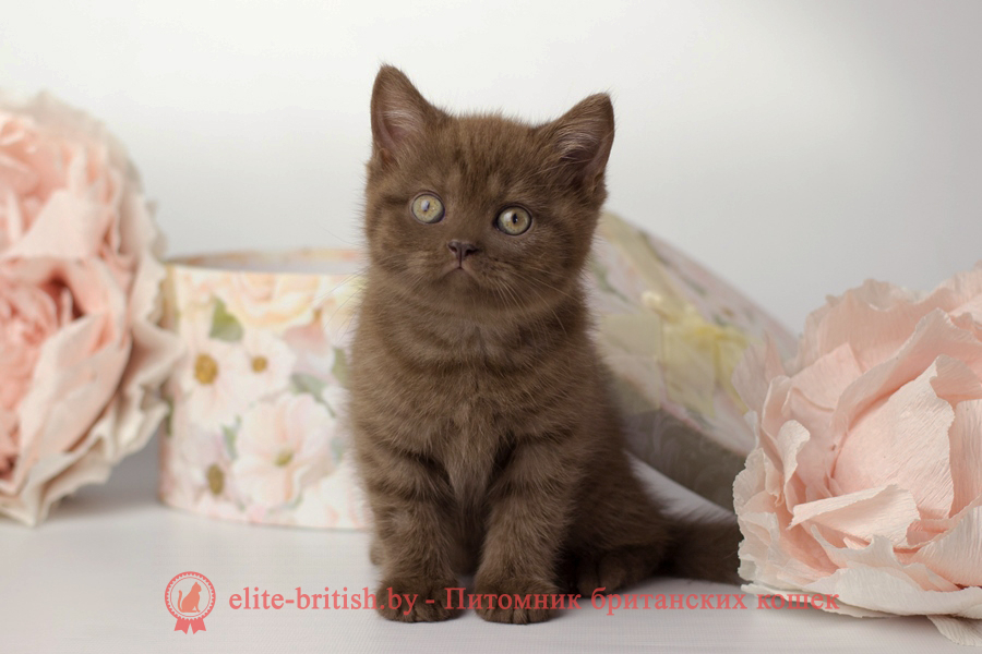 шоколадные британцы фото, британские кошки шоколадного окраса фото, британские шоколадные котята фото, британские кошки шоколадный окрас, шоколадный британец, британская шоколадная кошка фото, британский шоколадный кот фото, купить британского котенка шоколадного окраса, котенок британец шоколадный