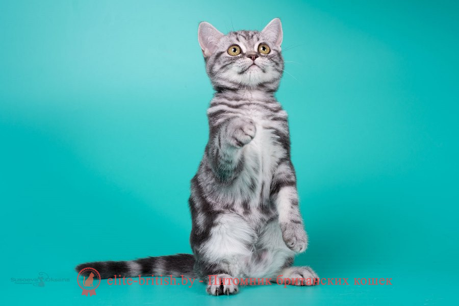 британский кот мраморный, мраморный британец, мраморный окрас британских котят, британский кот мраморного окраса, мраморный окрас британской кошки, британец мраморного окраса, котята британцы мраморный окрас, мраморный окрас британских котят, серебристый мраморный британец, британская мраморная кошка характер, британский кот мраморного окраса, британец голубой мрамор, британец черный мрамор на серебре, красный мраморный британец, британская мраморная кошка, мраморный окрас британской кошки, британские кошки черный мрамор, мраморная британская короткошерстная кошка, британские кошки мрамор на серебре, британский кот черный мрамор, британский кот мрамор на серебре, британский мраморный котенок, британские котята мрамор, британские котята мрамор на серебре, британский котенок черный мрамор, британец мрамор, британец мрамор на серебре, британец мраморный кот, британец мраморного окраса, черный мраморный британец, черный мрамор британцы, мраморный вислоухий британец, котята британцы мраморный окрас, мраморные британцы котята, британские котята мраморного окраса фото, мраморный британец фото, мраморная британская кошка фото, британские кошки мраморного окраса фото, британские коты мраморные фото, британские котята фото мраморные, британцы мрамор на серебре фото, кот британец фото мраморный, британцы мраморный окрас фото