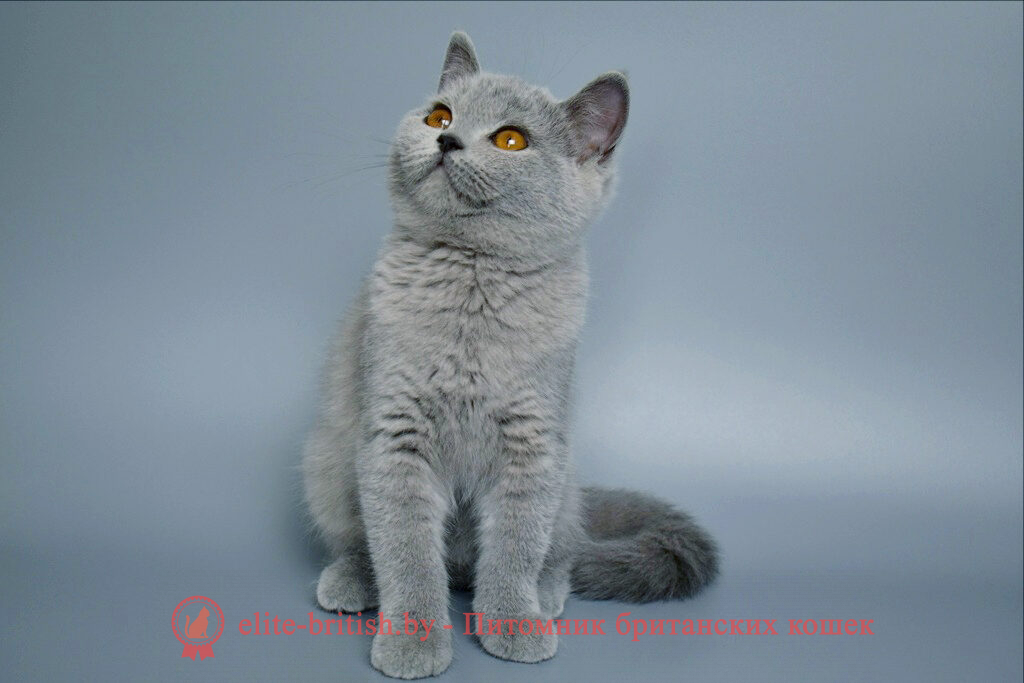 купить британского котенка, купить британца, купить британского котенка, купить британца, британец голубой фото, голубые британцы фото, британский кошки голубой, британская голубая кошка, британская голубая кошка фото, британской голубой кошки фото, кот британский голубой, коты британские голубые, голубые британские котята фото, британский голубой котенок фото, британский голубой кот фото, фото британского голубого кота, окрас британских котят голубой фото, британские котята голубого окраса фото, британцы коты фото голубые