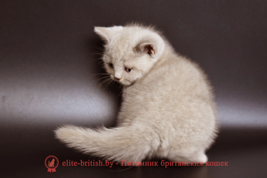 британская кошка фавн, британский кот фавн, британцы фавн, окрас фавн британских кошек, британская кошка фавн, британский кот фавн, британцы фавн, окрас фавн британских кошек, ЦИННАМОН британский короткошерстный котенок цвета корицы, британские котята цвета корицы, британский короткошерстный котенок цвета корицы