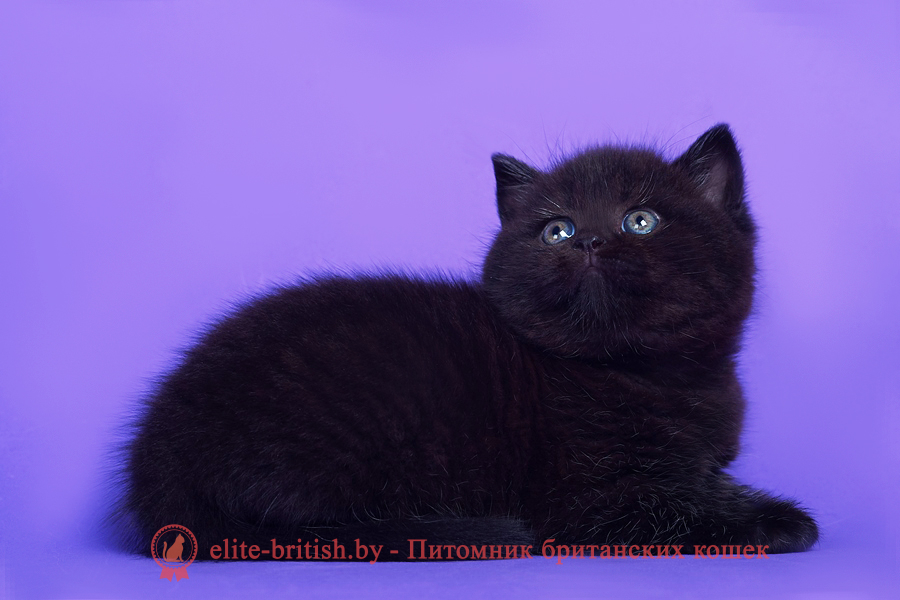 британец черный фото, черные британцы фото, черный британский кот фото, черные британские коты фото, черная британская кошка, черная британская кошка фото, черный британский кот, черные британские коты, британский черный котенок, черные британские котята, кот британец черный фото, черные коты британцы фото, черный британец, британцы черные, британские котята черного окраса, черный британец котенок, котята британцы черные, фото черного британского котенка, черные британские котята фото, британцы коты черные, черный британец кот, британец черный мрамор на серебре, британские коты черного окраса фото, британец черного цвета, черная кошка британец, кот британец черно белый, британец черного цвета, британские кошки окрас черный, британцы черный окрас, британские кошки черный мрамор, британский кот черный мрамор, британский котенок черный мрамор, черный мраморный британец, черный мрамор британцы, котята британцы черные фото, черный британец котенок фото, британцы черного окраса фото, кошки британцы черные фото, британские кошки черного окраса фото, фото британских котят черного окраса, британская кошка черного окраса, британская черный окрас, британские котята черного окраса, британские котята черного окраса фото, британские кошки черного окраса фото, британский кот черного окраса фото, британцы черного окраса, британцы черного окраса фото